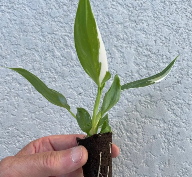 Philodendron White Princess Starter Plant | Stunning Variegated Aroid