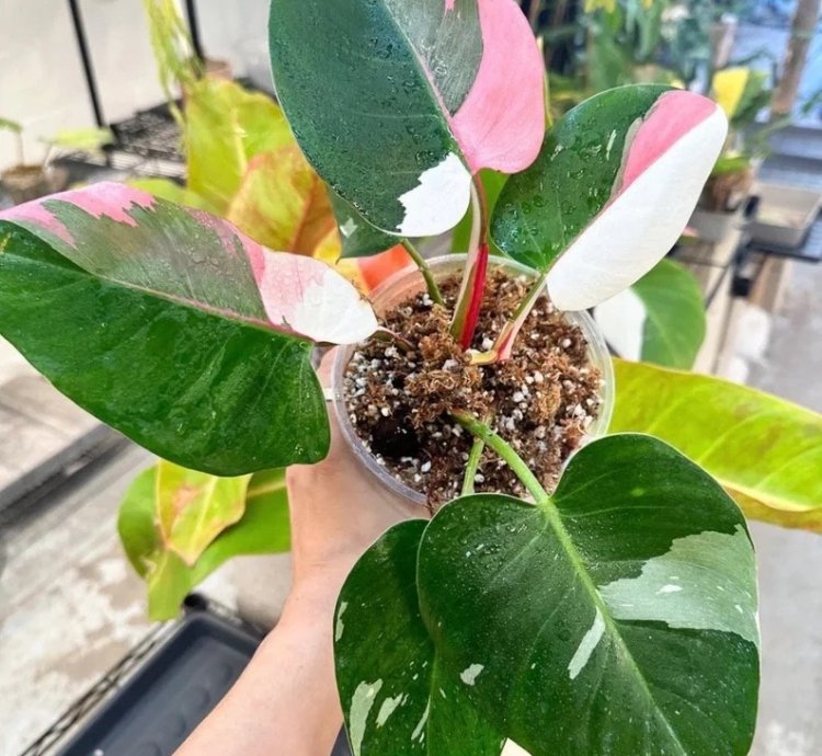 Philodendron White Princess Starter Plant | Stunning Variegated Aroid