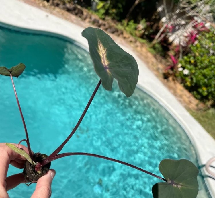 Colocasia "Waikiki" | Award-Winning Tropical Plant with Unique Foliage