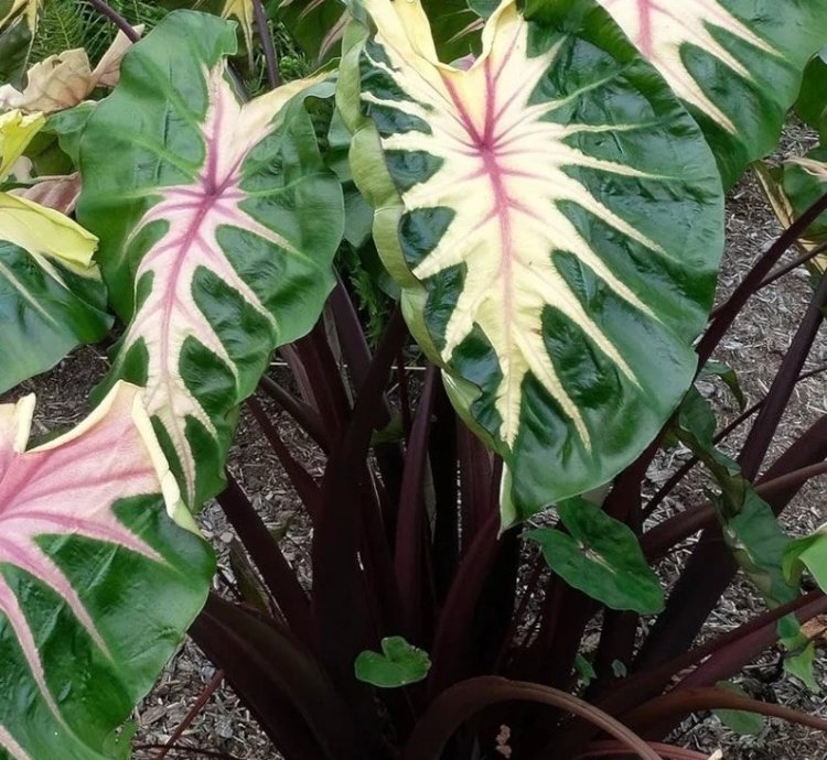 Colocasia "Waikiki" | Award-Winning Tropical Plant with Unique Foliage