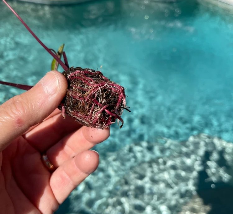 Colocasia "Waikiki" | Award-Winning Tropical Plant with Unique Foliage