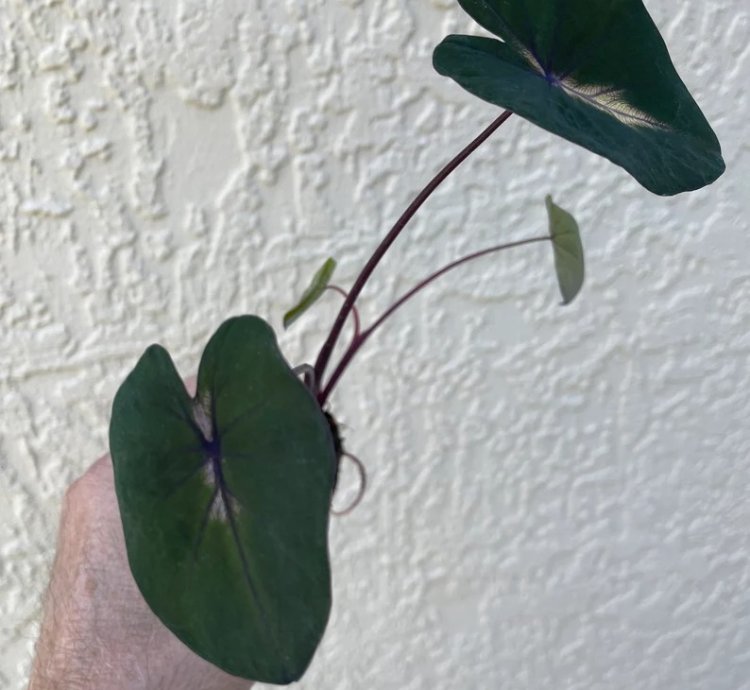Colocasia "Waikiki" | Award-Winning Tropical Plant with Unique Foliage