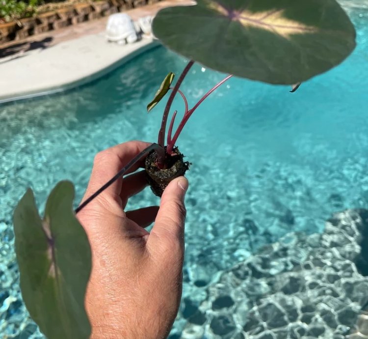 Colocasia "Waikiki" | Award-Winning Tropical Plant with Unique Foliage