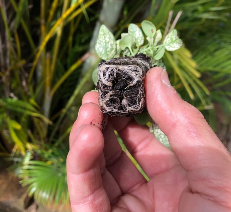 Hypoestes Mix Starter Plant | Vibrant and Colorful Indoor Plant