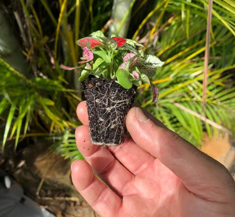 Hypoestes Mix Starter Plant | Vibrant and Colorful Indoor Plant