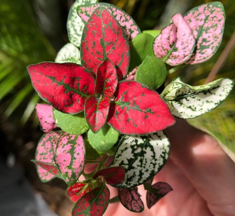Hypoestes Mix Starter Plant | Vibrant and Colorful Indoor Plant