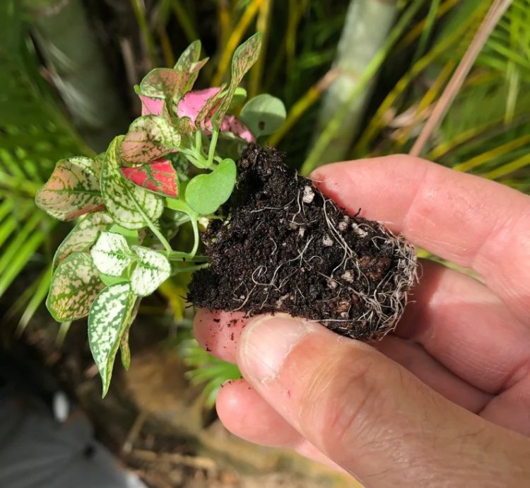 Hypoestes Mix Starter Plant | Vibrant and Colorful Indoor Plant