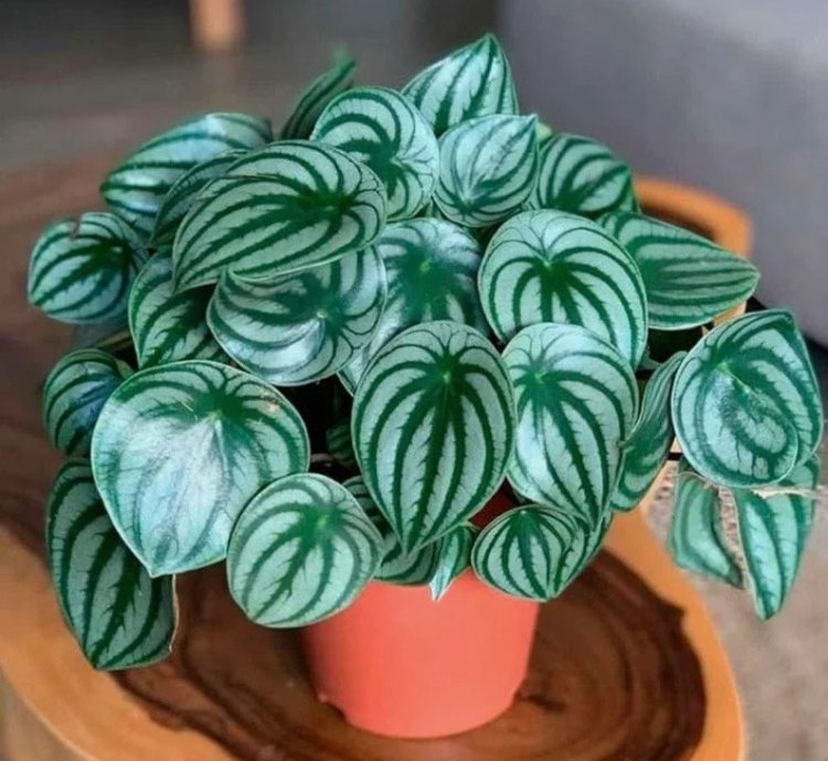 Peperomia Argyreia (Watermelon Peperomia) | Easy Care Indoor Plant