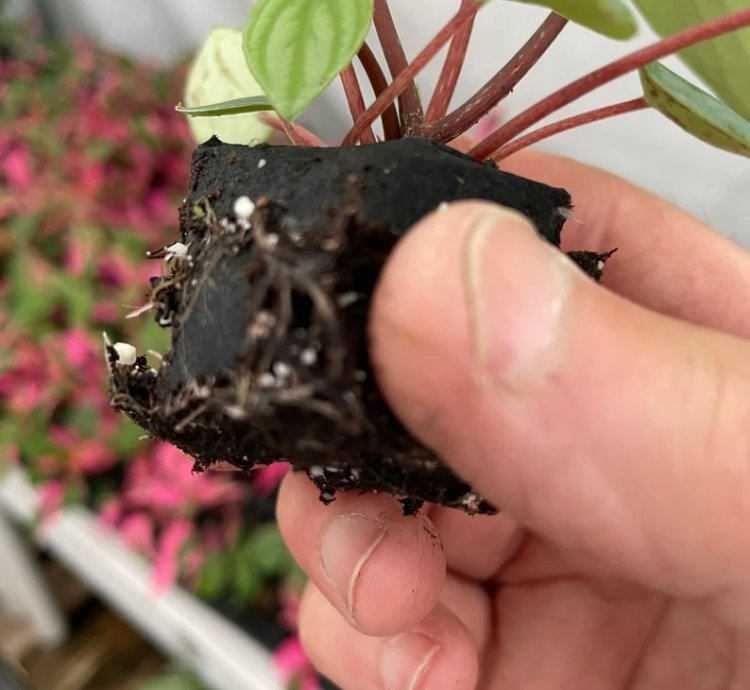 Peperomia Argyreia (Watermelon Peperomia) | Easy Care Indoor Plant