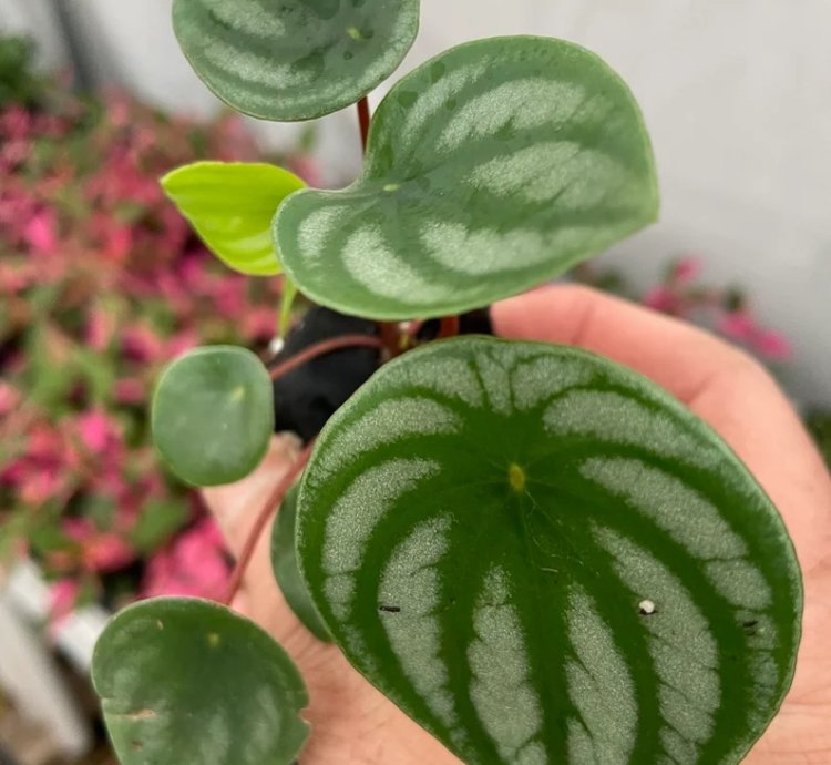 Peperomia Argyreia (Watermelon Peperomia) | Easy Care Indoor Plant