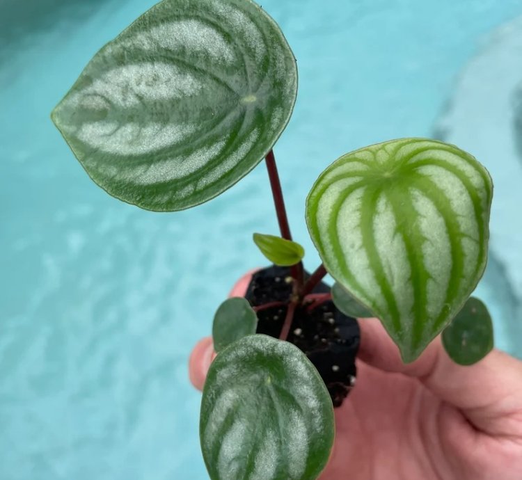 Peperomia Argyreia (Watermelon Peperomia) | Easy Care Indoor Plant
