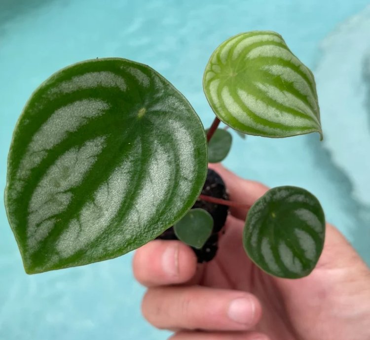 Peperomia Argyreia (Watermelon Peperomia) | Easy Care Indoor Plant