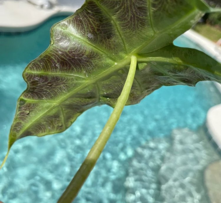 Alocasia Polly | Stunning Arrow-Shaped Tropical Plant for Indoor Spaces