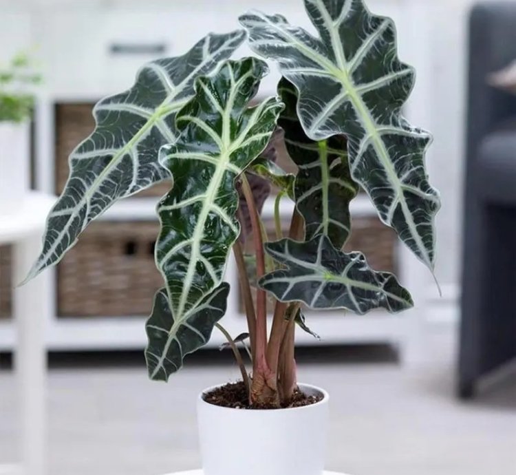 Alocasia Polly | Stunning Arrow-Shaped Tropical Plant for Indoor Spaces