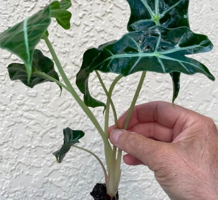 Alocasia Polly | Stunning Arrow-Shaped Tropical Plant for Indoor Spaces
