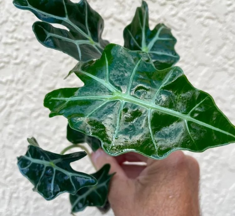 Alocasia Polly | Stunning Arrow-Shaped Tropical Plant for Indoor Spaces