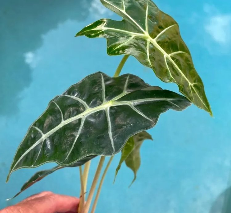 Alocasia Polly | Stunning Arrow-Shaped Tropical Plant for Indoor Spaces