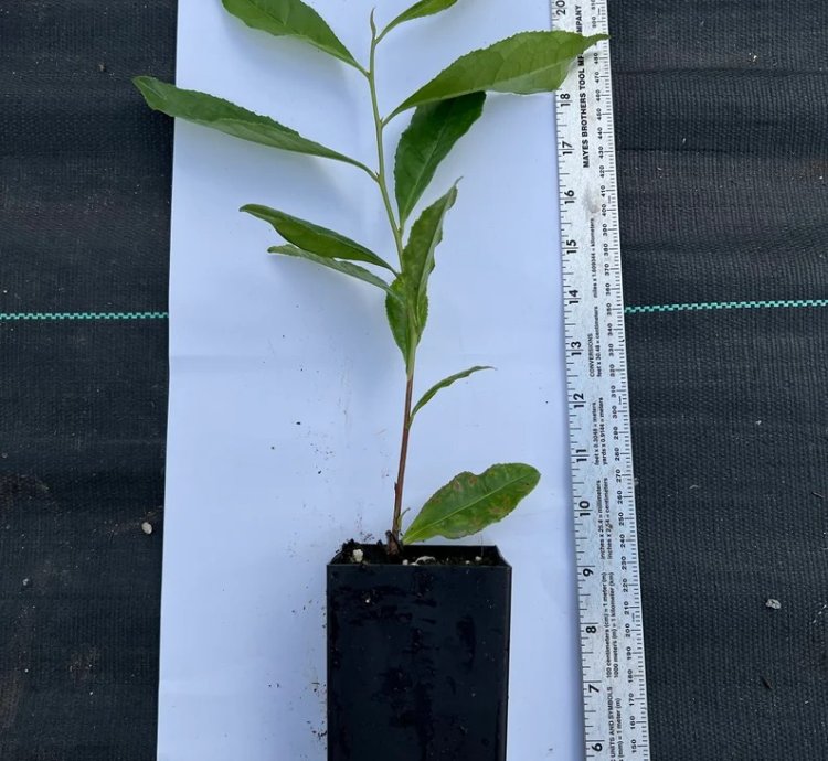 Chinese Green Tea Plant – Camellia sinensis