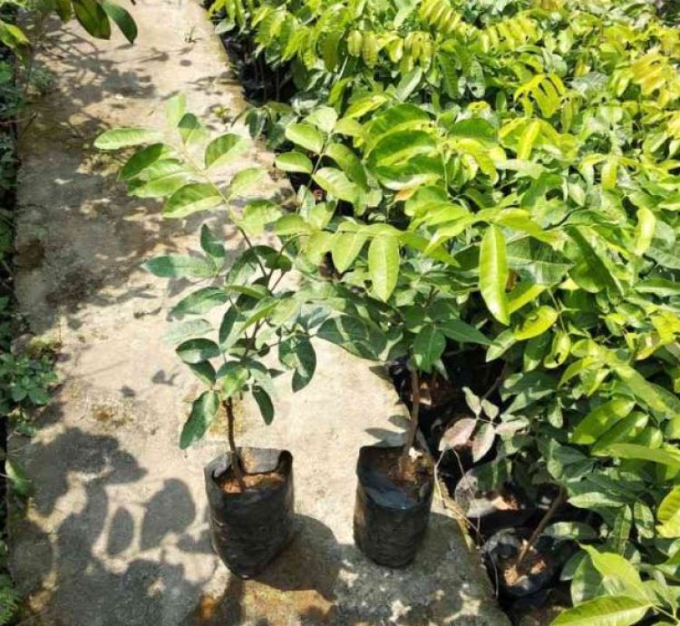 Longan Fruit Plant Seedling