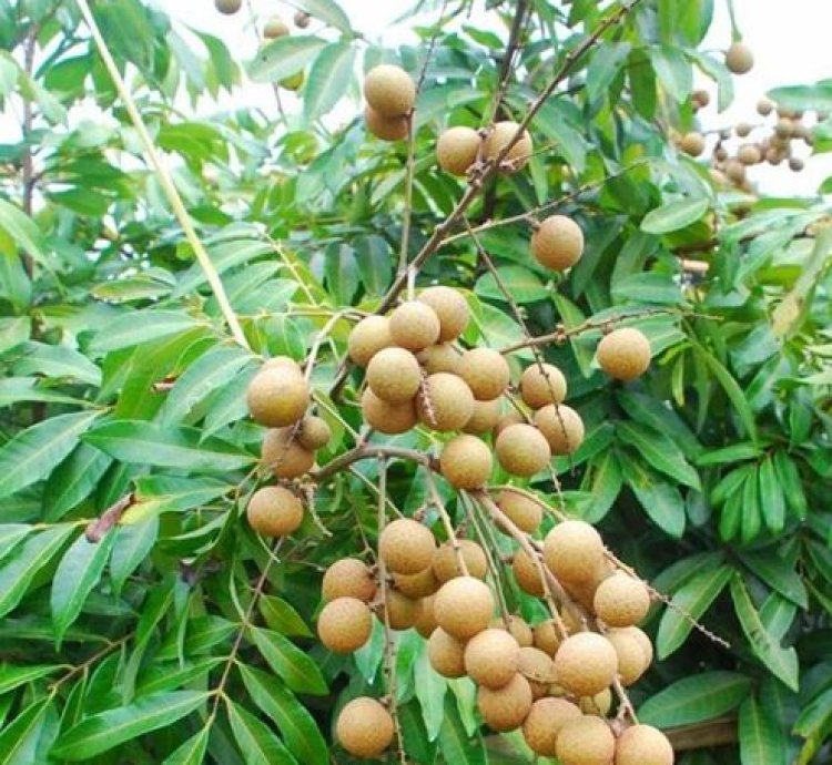 Longan Fruit Plant Seedling