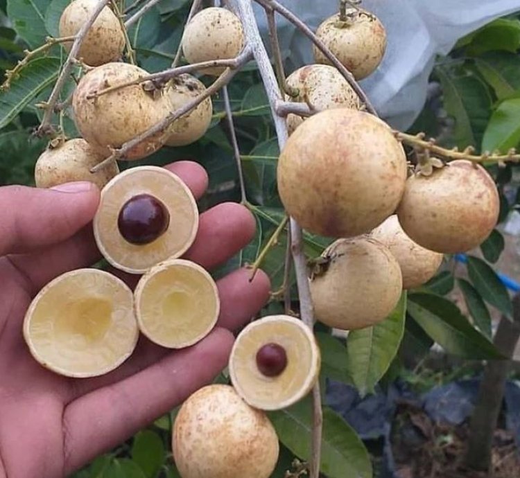 Longan Fruit Plant Seedling