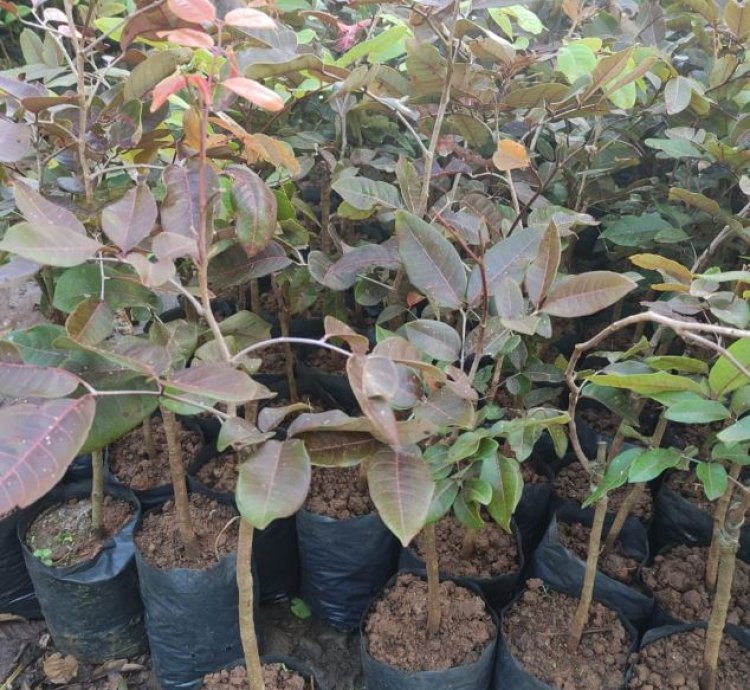 Red Longan Fruit Plant Seedling