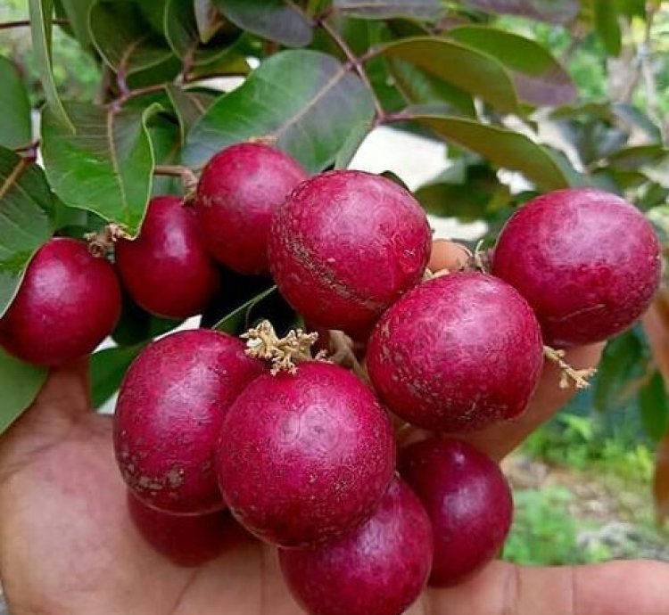 Red Longan Fruit Plant Seedling