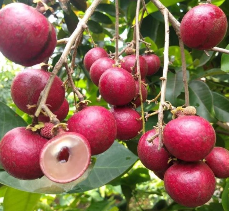 Red Longan Fruit Plant Seedling
