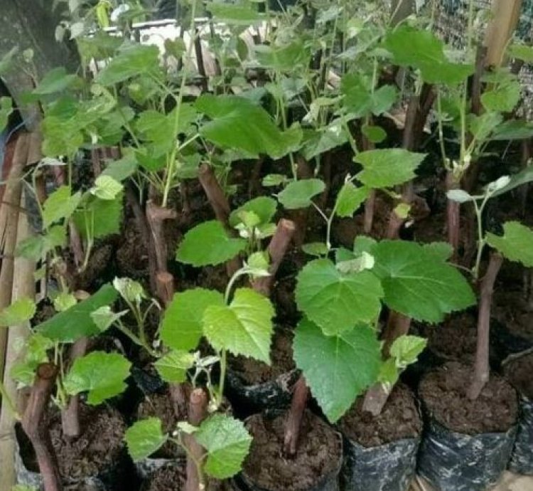 Red Grape Fruit Plant Seedling