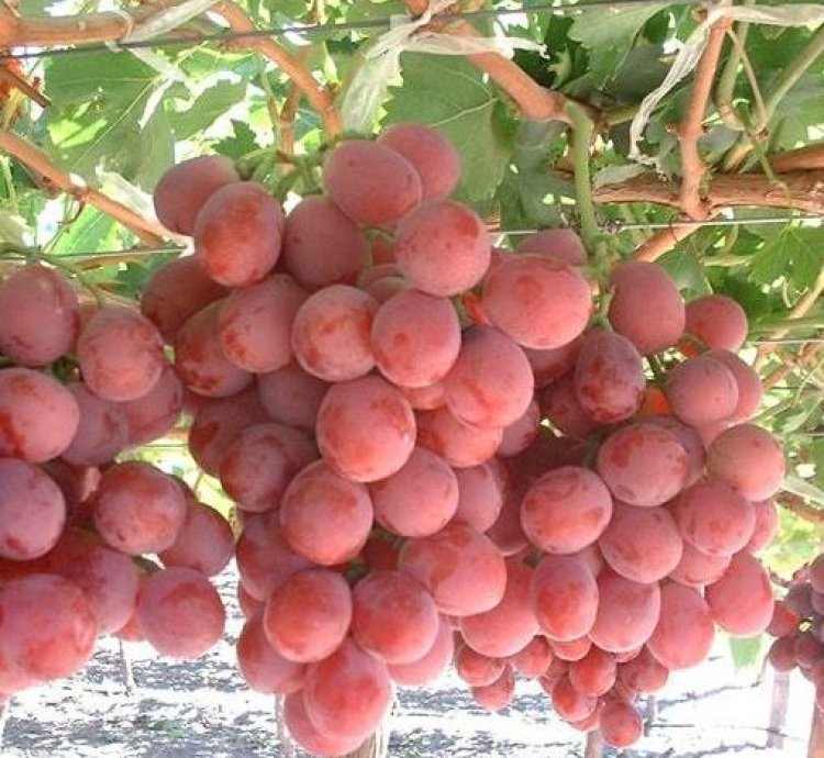 Red Grape Fruit Plant Seedling