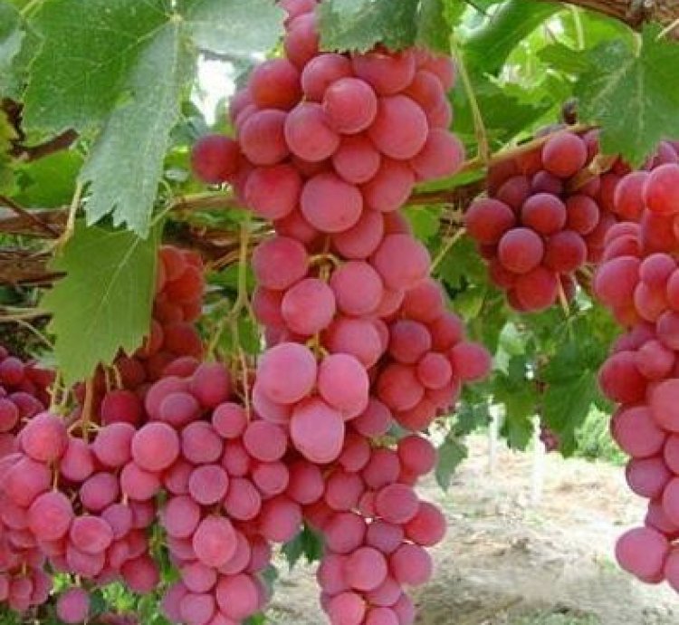 Red Grape Fruit Plant Seedling