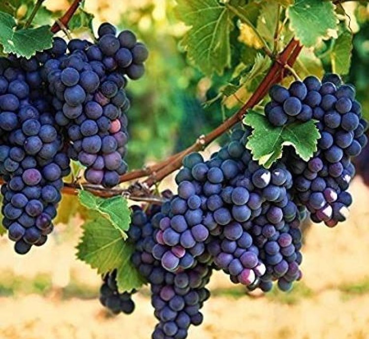 Purple Grape Fruit Plant Seedling