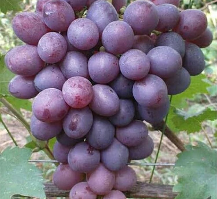 Purple Grape Fruit Plant Seedling