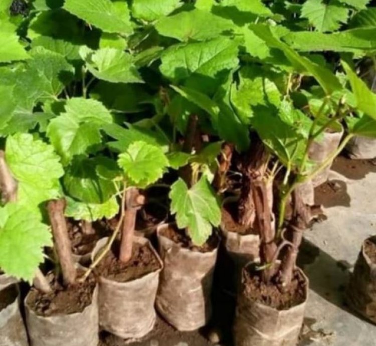 Purple Grape Fruit Plant Seedling
