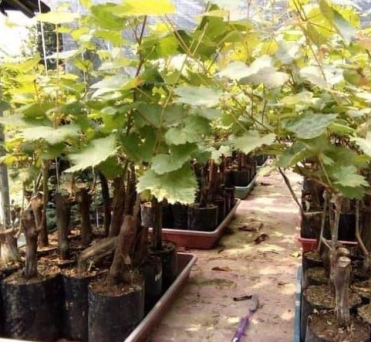 Banana Grape Fruit Plant Seedling