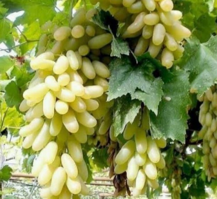 Banana Grape Fruit Plant Seedling