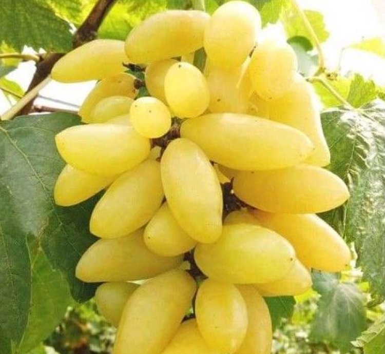 Banana Grape Fruit Plant Seedling