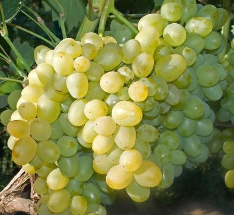 Green Grape Fruit Plant Seedling