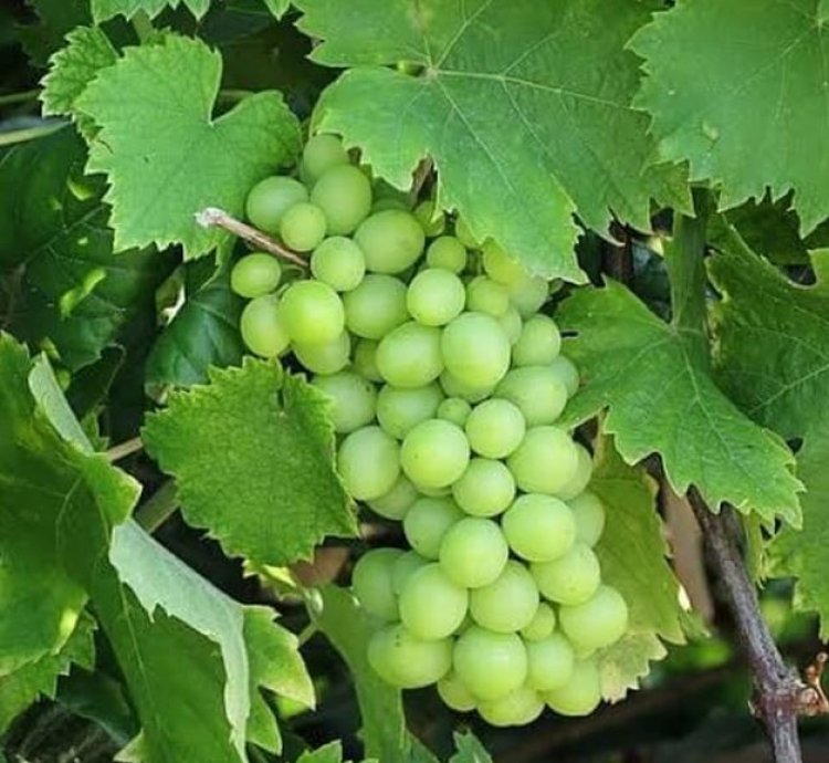 Green Grape Fruit Plant Seedling