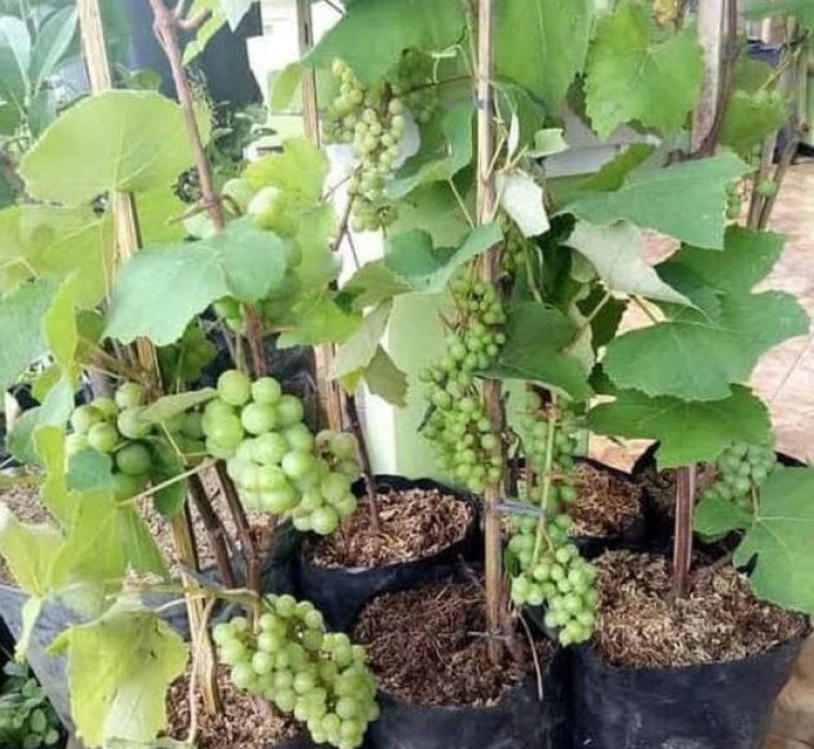 Green Grape Fruit Plant Seedling