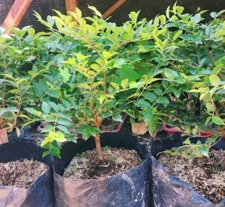 Brazil Grape Fruit Plant Seedling