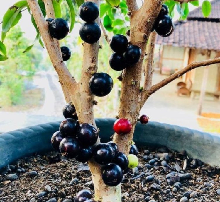 Brazil Grape Fruit Plant Seedling