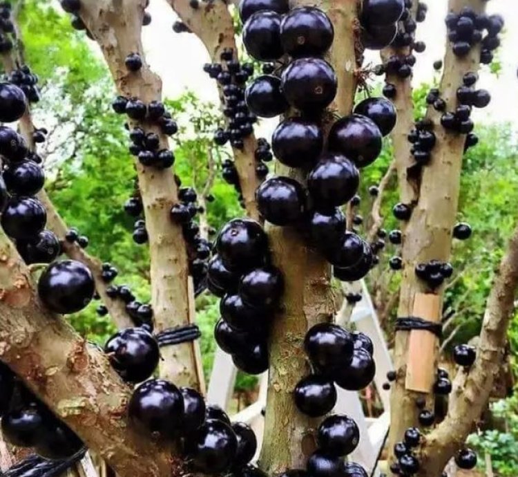 Brazil Grape Fruit Plant Seedling