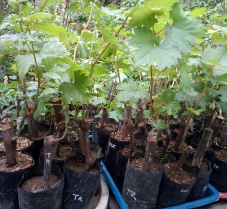 Transfiguration Grape Plant Seedling