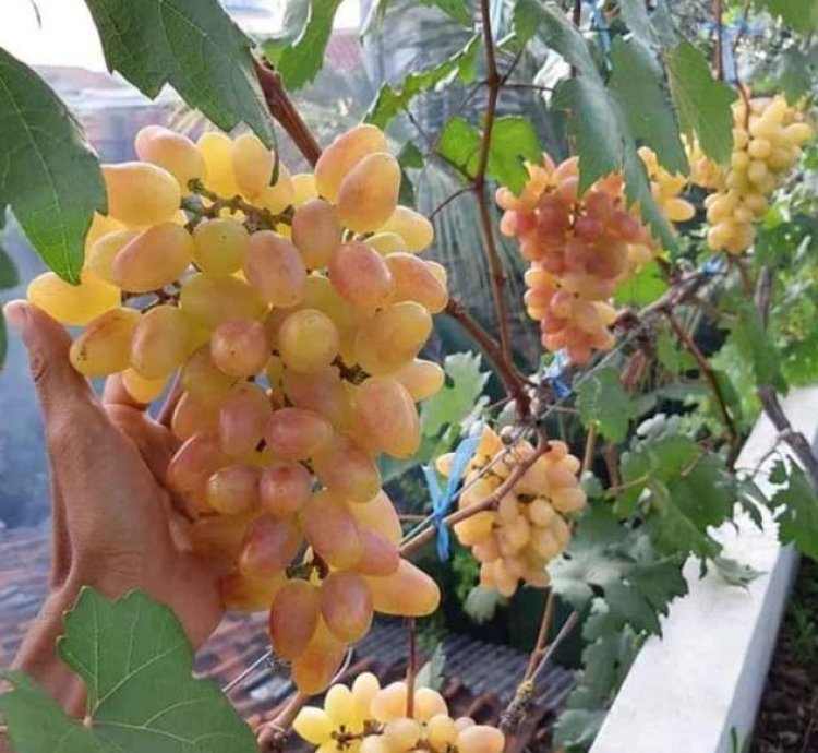 Transfiguration Grape Plant Seedling