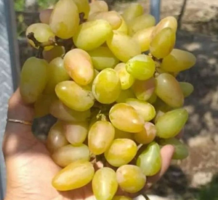 Transfiguration Grape Plant Seedling