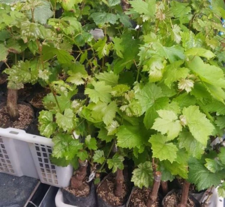 Moondrop Grape Plant Seedling