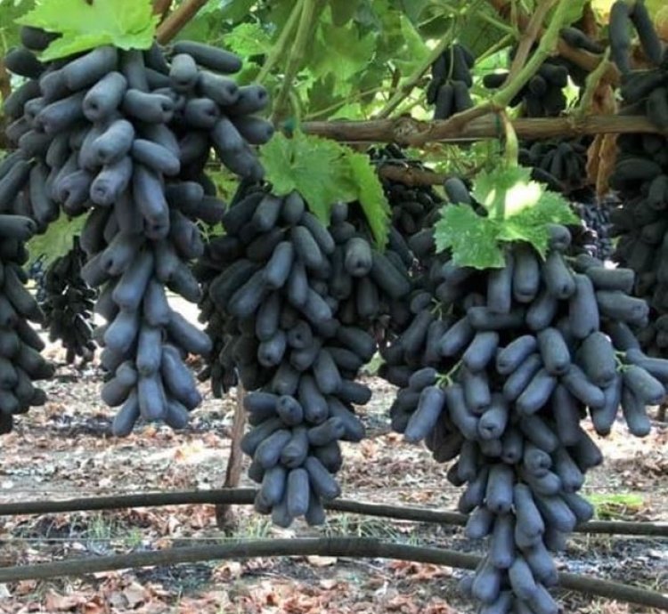Moondrop Grape Plant Seedling