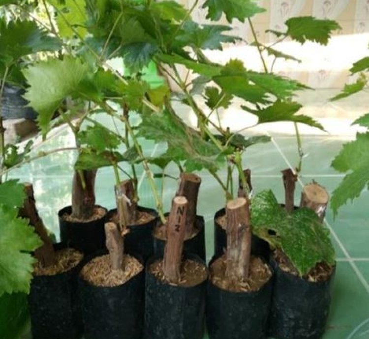 Oscar Grape Plant Seedling