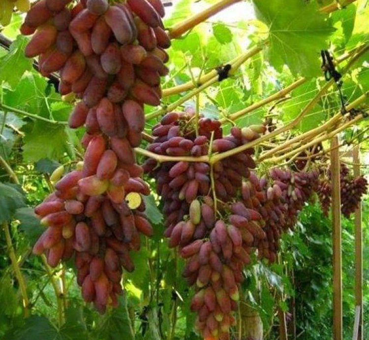 Oscar Grape Plant Seedling